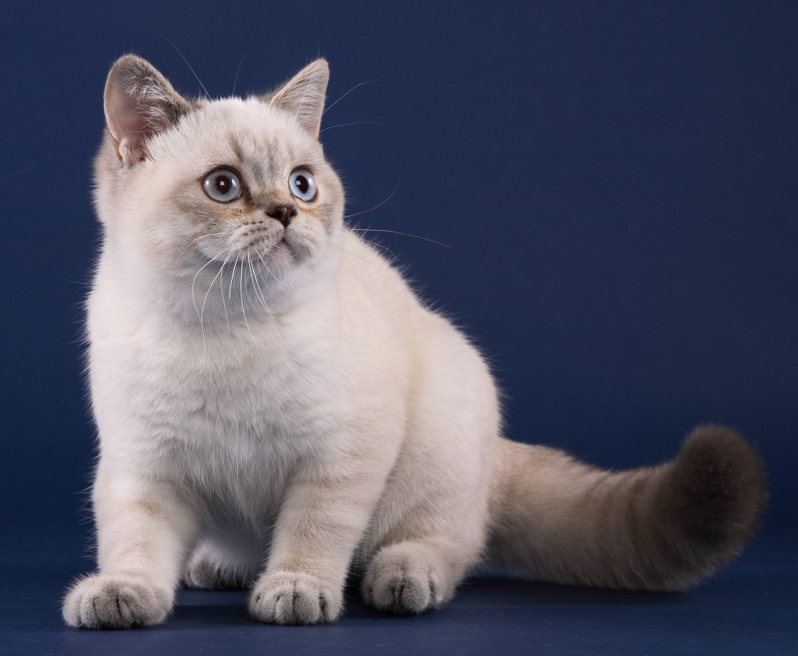british blue point cat