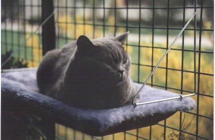 A Bobbykatz Adagio, my first British Shorthair blue